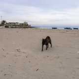 Sull�arenile non c�� nessuno, solo un cane nero che sta lasciando ovunque le sue orme